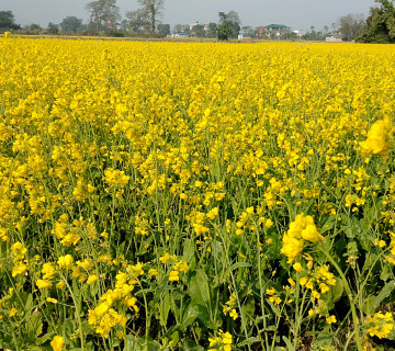 जङ्गली जनावरले नोक्सान नपुर्‍याउने भएपछि चितवनका किसान तोरीखेतीमा आकर्षित